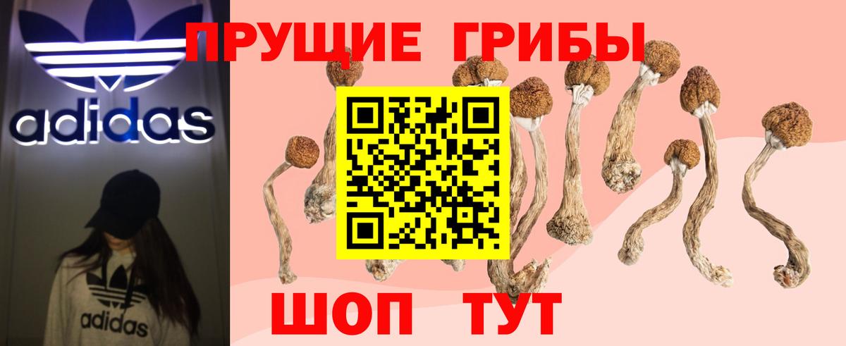 как найти наркотики  Галлюциногенные грибы Magic Shrooms  Вход с VPN  Новозыбков 